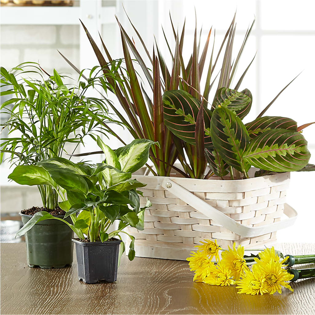 Florist Designed Blooming and Green Plants in a Basket – Pavilions, Pleasanton CA