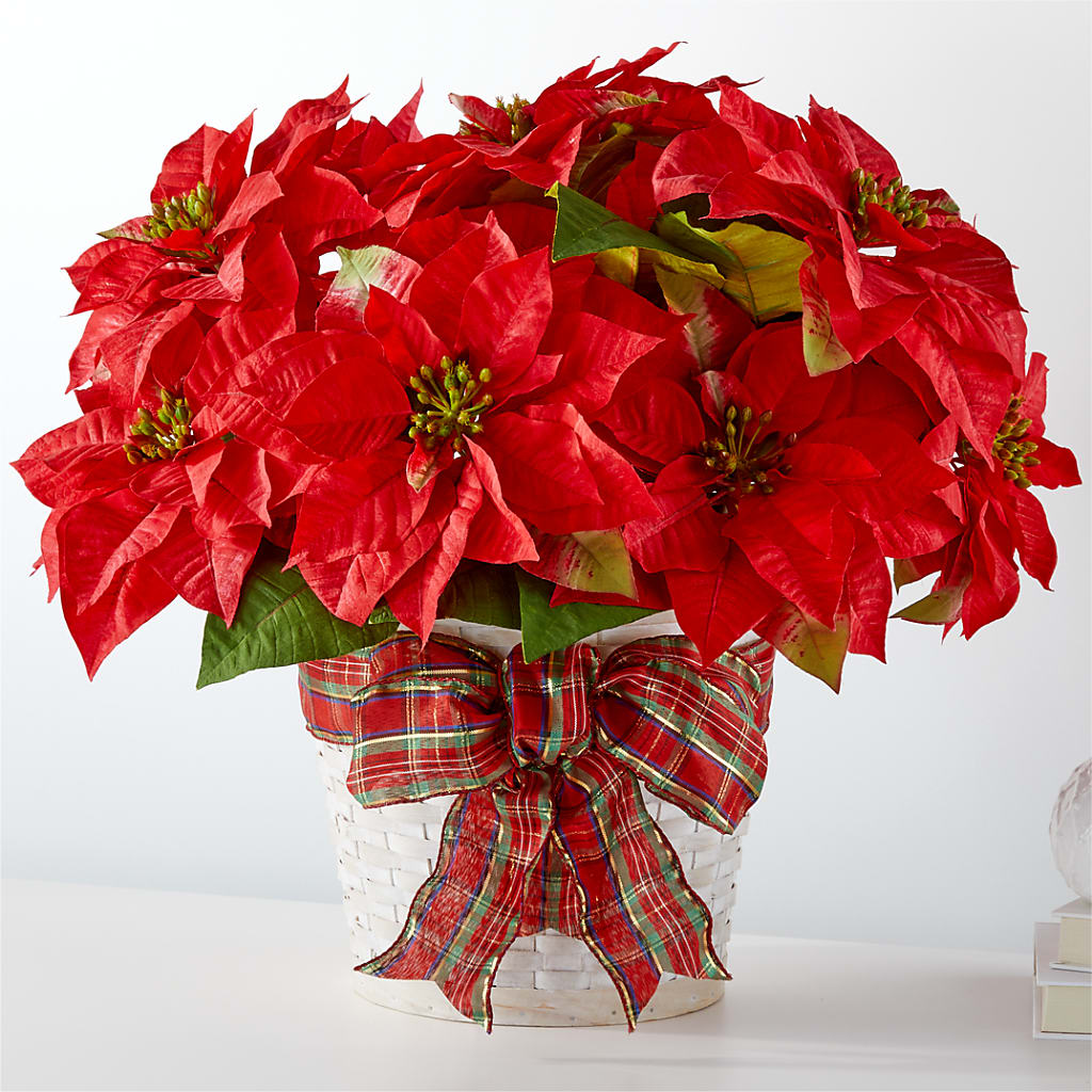 Happiest Holidays Poinsettia – Pavilions, Pleasanton CA