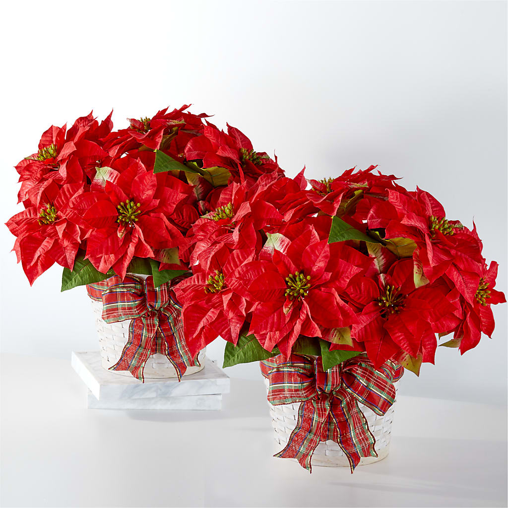 Happiest Holidays Poinsettia Bundle – Pavilions, Pleasanton CA
