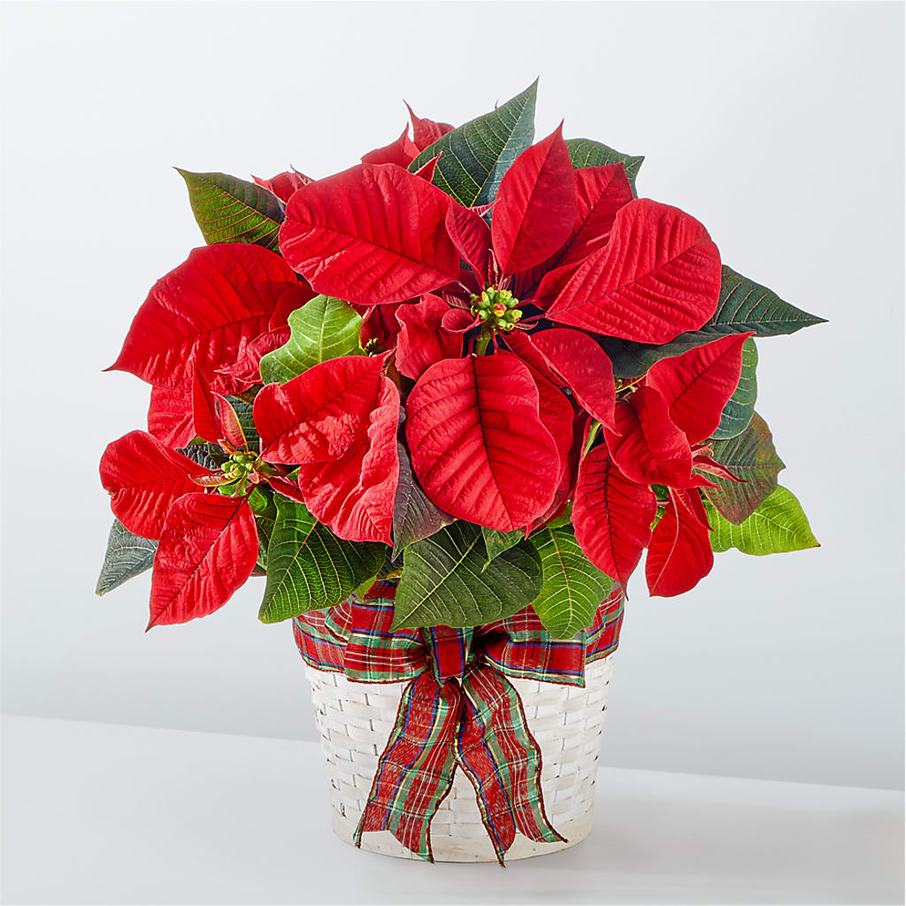 Happiest Holidays Poinsettia – Pavilions, Pleasanton CA
