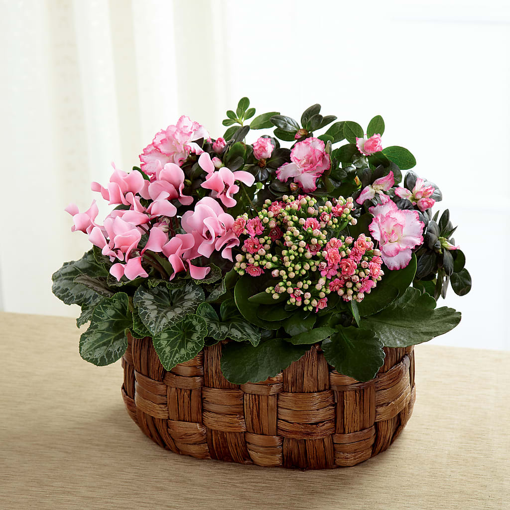 Pink Assortment – Pavilions, Pleasanton CA