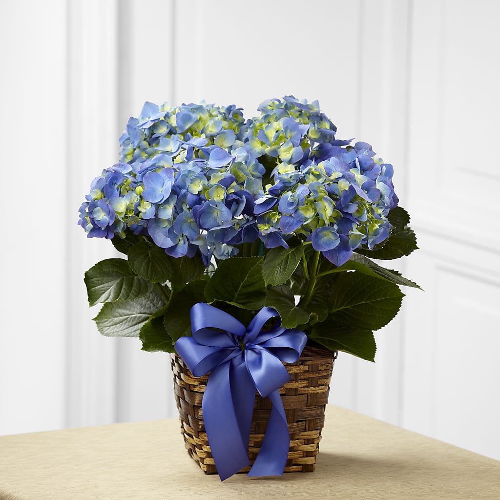 Blue Hydrangea Planter – Pavilions, Pleasanton CA