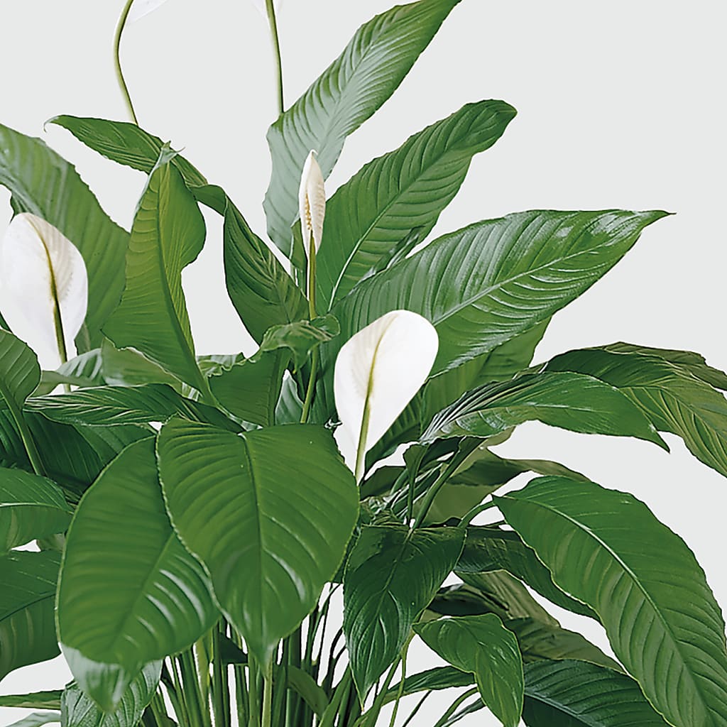 Tranquil Moments Peace Lily Plant – Pavilions, Pleasanton CA