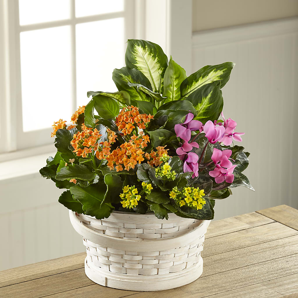 Color Crush Dishgarden – Pavilions, Pleasanton CA