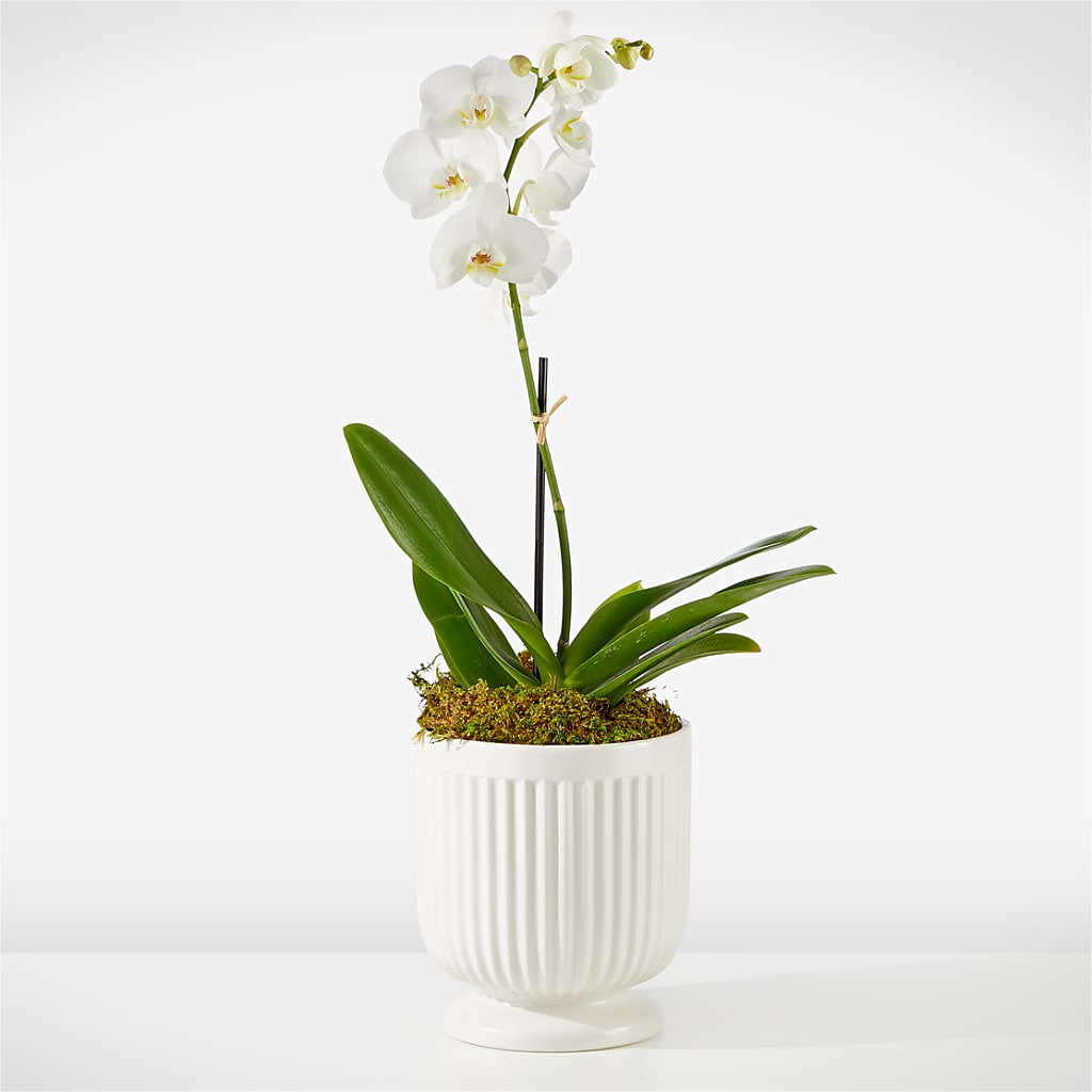 Whispering White Orchid – Pavilions, Pleasanton CA
