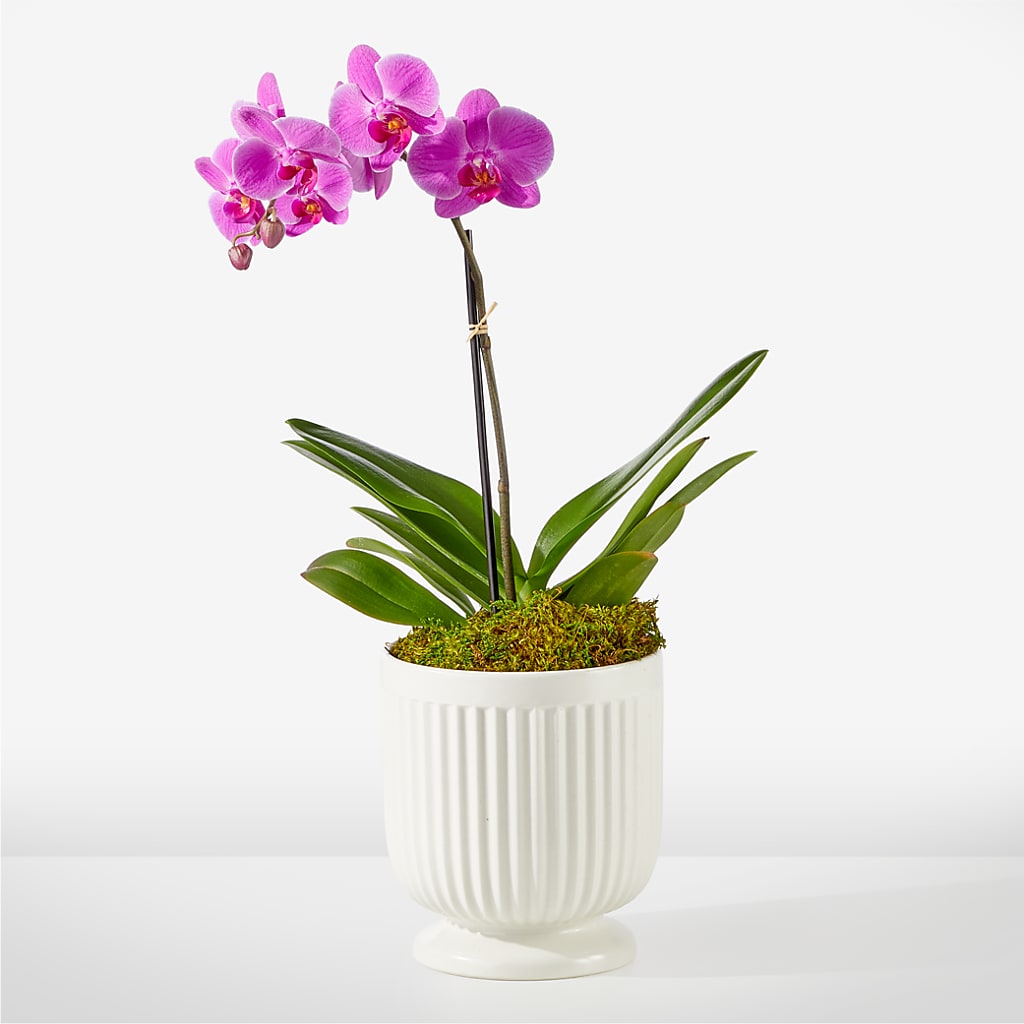 Friendly Fuchsia Orchid – Pavilions, Pleasanton CA