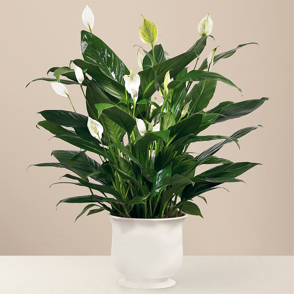 Comfort Planter – Pavilions, Pleasanton CA