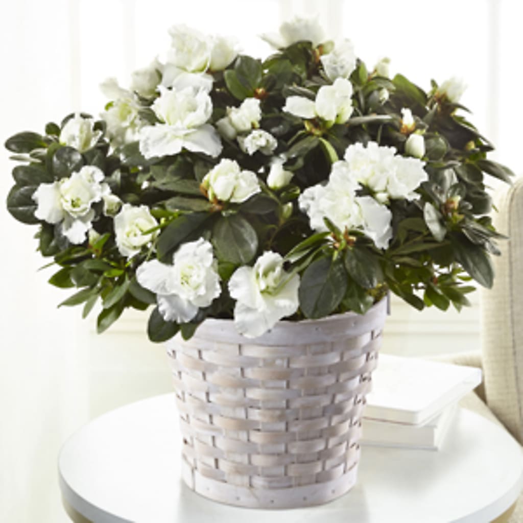 White Azalea Plant – Pavilions, Pleasanton CA