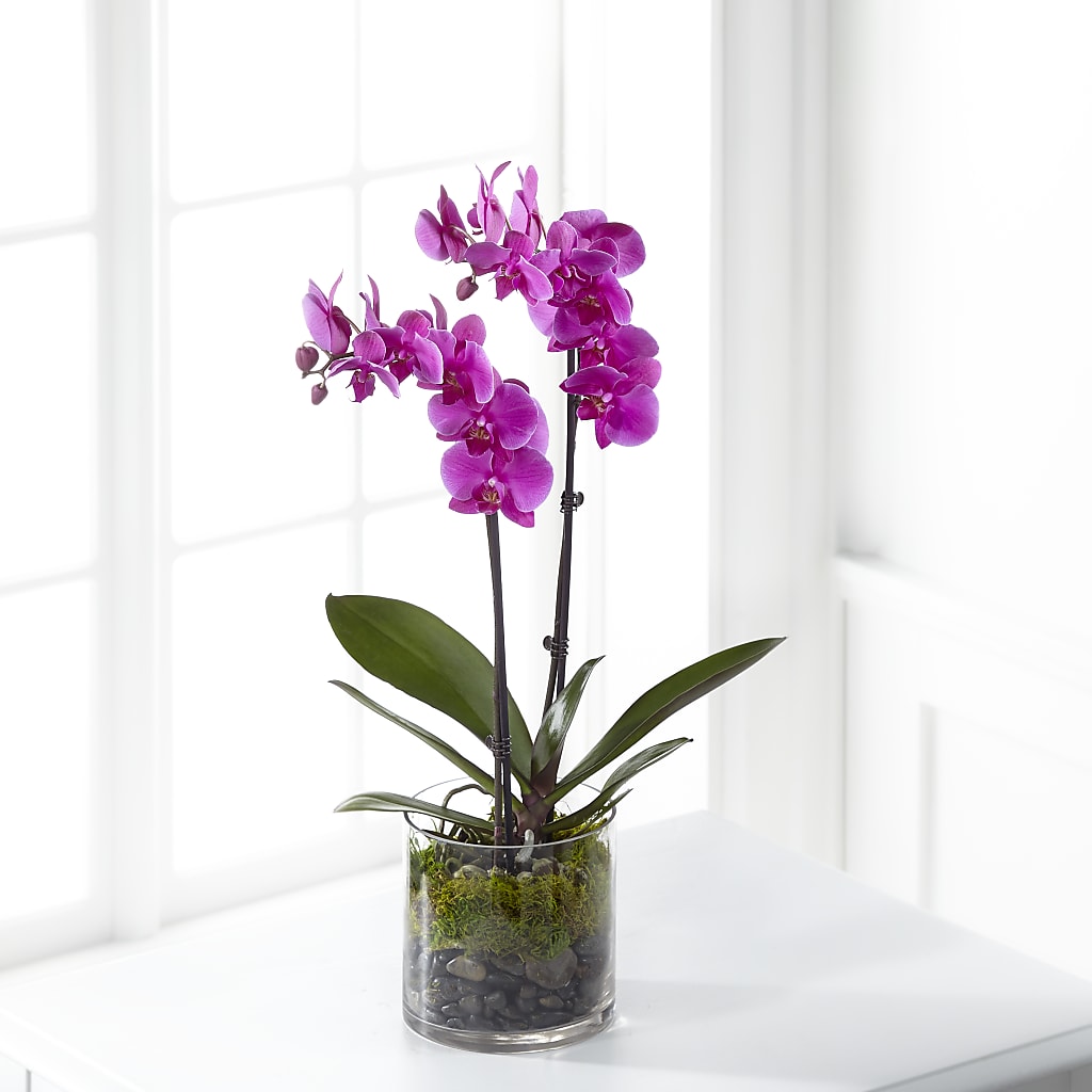 Pink Orchid Plant – Pavilions, Pleasanton CA