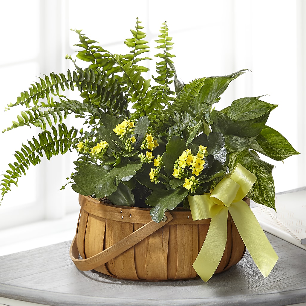 Always Dear Dishgarden – Pavilions, Pleasanton CA