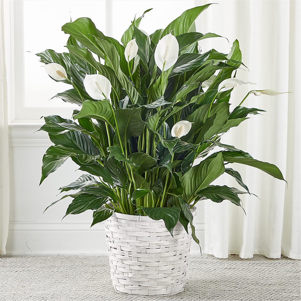 A New Leaf Peace Lily – Pavilions, Pleasanton CA