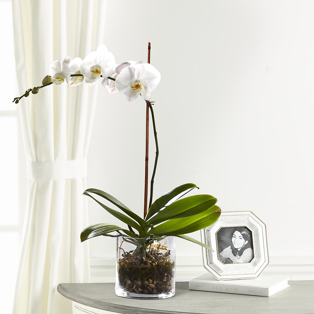 White Orchid Planter – Pavilions, Pleasanton CA