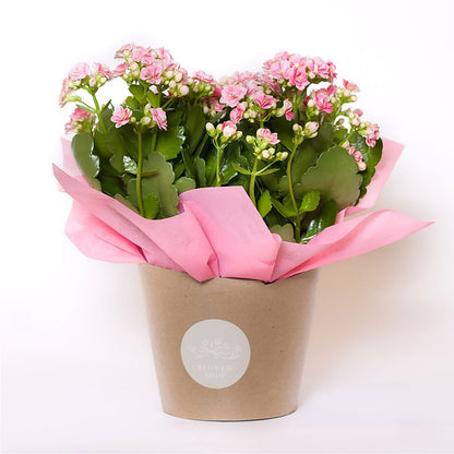 Blooming Kalanchoe Pink –  Pavilions, Pleasanton CA
