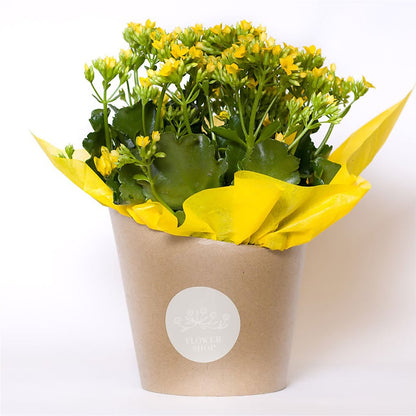 Blooming Kalanchoe Yellow –  Pavilions, Pleasanton CA