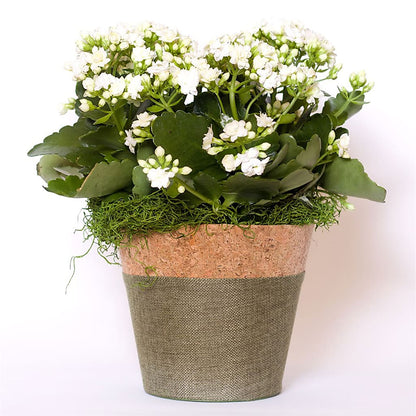 Blooming Kalanchoe White –  Pavilions, Pleasanton CA