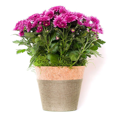 Blooming Mum –  Pavilions, Pleasanton CA