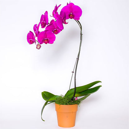 Single Colored Orchid in Pot –  Pavilions, Pleasanton CA