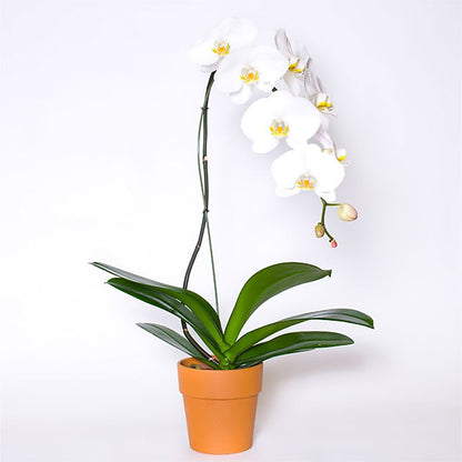 Single White Orchid in Pot –  Pavilions, Pleasanton CA