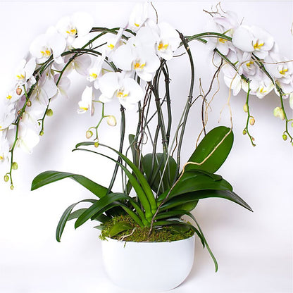 Orchid Garden Premium –  Pavilions, Pleasanton CA