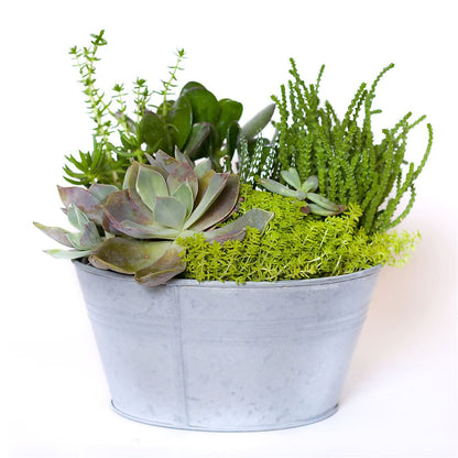 Succulent Garden –  Pavilions, Pleasanton CA