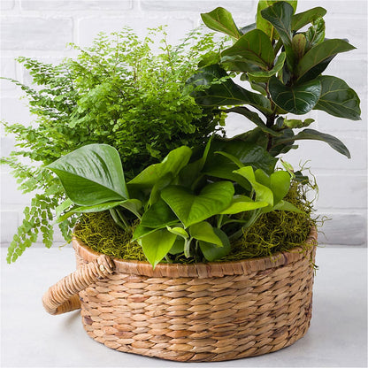 Euro Foliage Basket –  Pavilions, Pleasanton CA