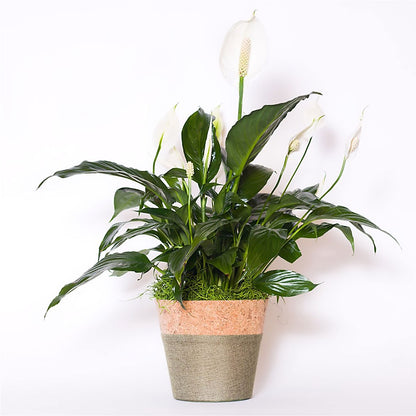 Spathiphyllum Plant –  Pavilions, Pleasanton CA