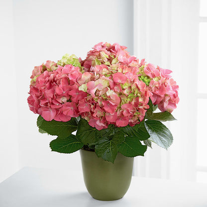 Pink Hydrangea Planter –  Pavilions, Pleasanton CA