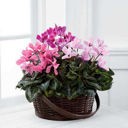 Mixed Cyclamen Planter –  Pavilions, Pleasanton CA