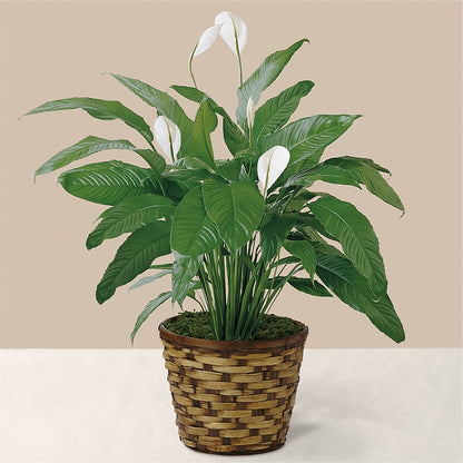 Tranquil Moments Peace Lily Plant –  Pavilions, Pleasanton CA