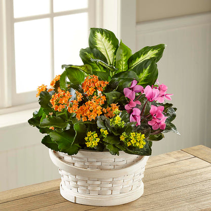 Color Crush Dishgarden –  Pavilions, Pleasanton CA