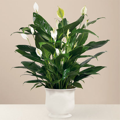 Comfort Planter –  Pavilions, Pleasanton CA