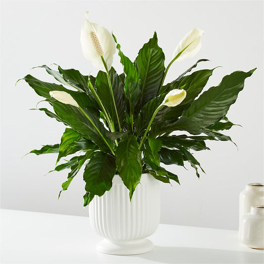 Comfort Planter –  Pavilions, Pleasanton CA
