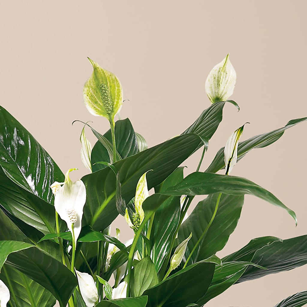 Comfort Planter –  Pavilions, Pleasanton CA