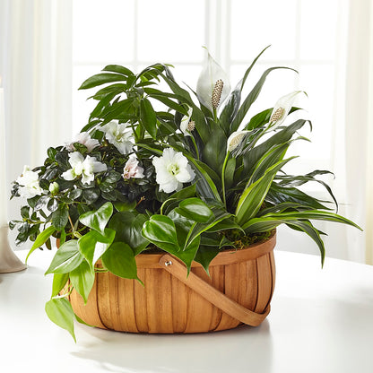 Serene Dishgarden –  Pavilions, Pleasanton CA