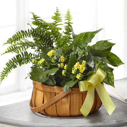 Always Dear Dishgarden –  Pavilions, Pleasanton CA
