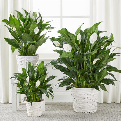 A New Leaf Peace Lily –  Pavilions, Pleasanton CA