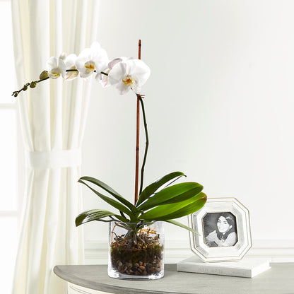 White Orchid Planter –  Pavilions, Pleasanton CA